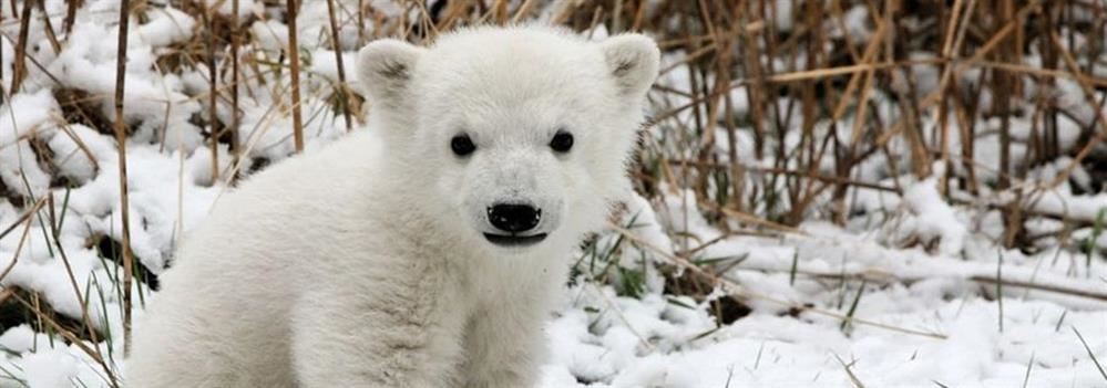 Baby Polar Bear Baby Polar Bear